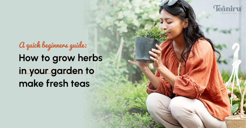 A quick beginners guide: How to grow herbs in your garden to make fresh teas